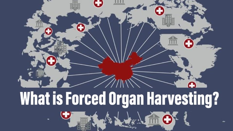 What is forced organ harvesting (source: faluninfo.net)